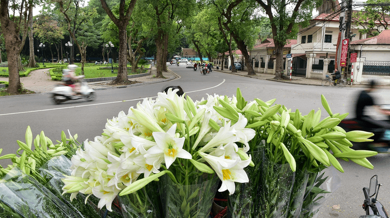 Hoa loa kèn Hà Nội