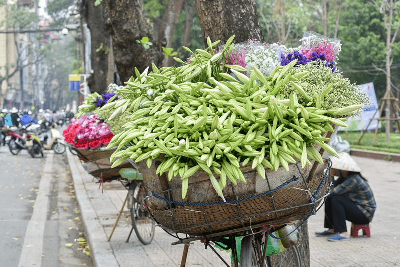 hoa loa kèn hà nội