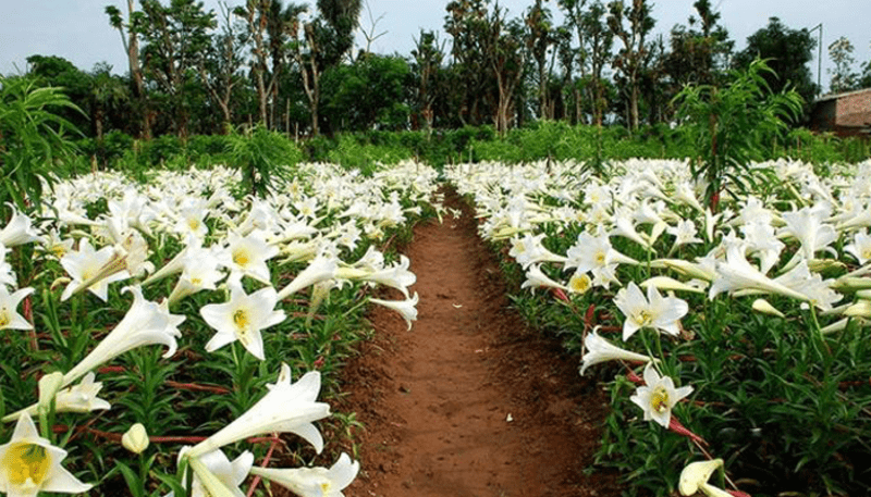 hoa loa kèn hà nội