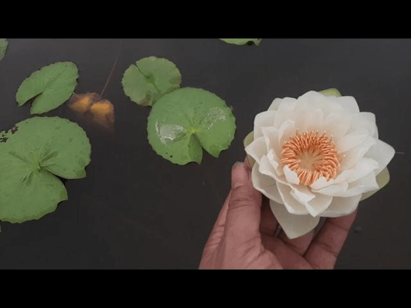 bông súng úc