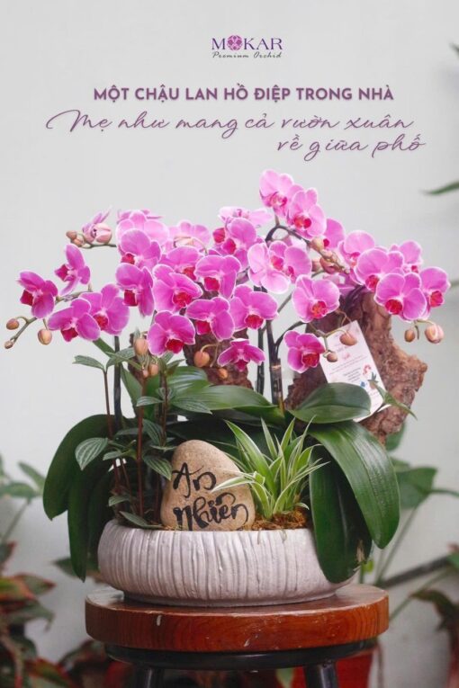 hoa lan hồ điệp tím
