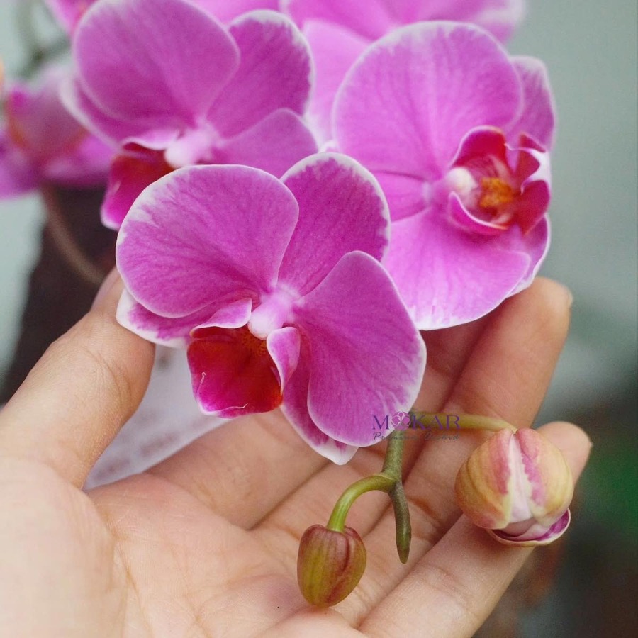 hoa lan hồ điệp tím