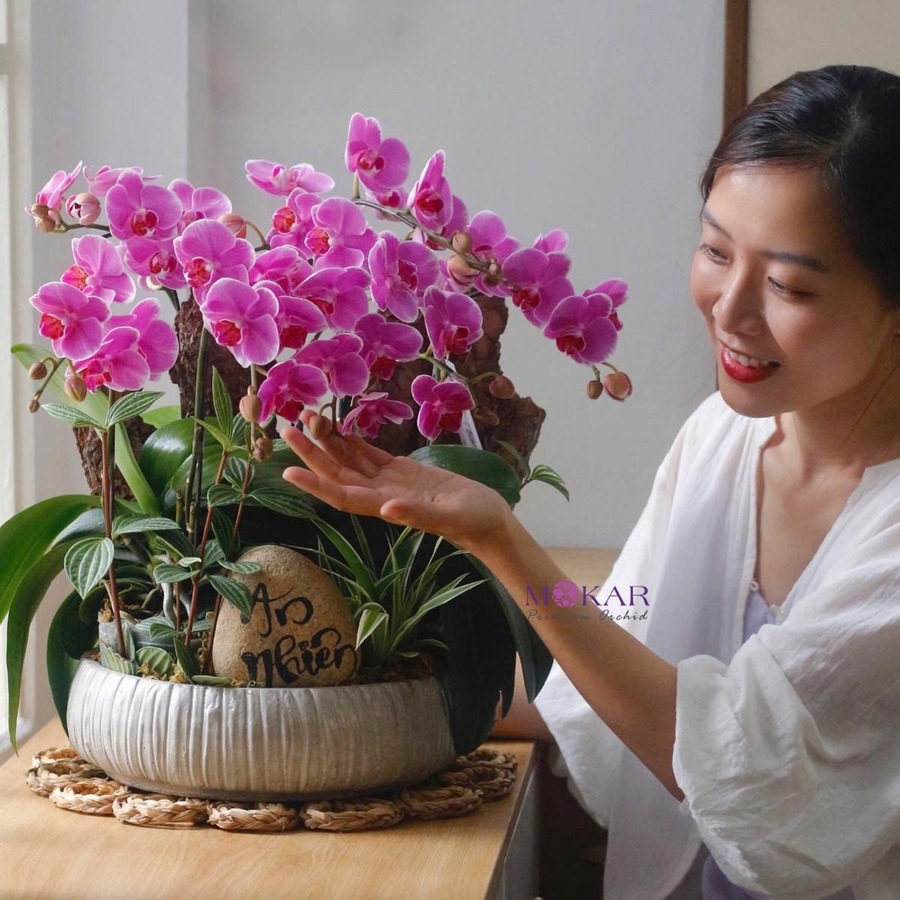 hoa lan hồ điệp tím