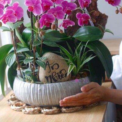 hoa lan hồ điệp tím
