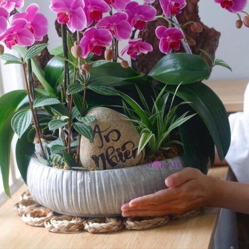hoa lan hồ điệp tím
