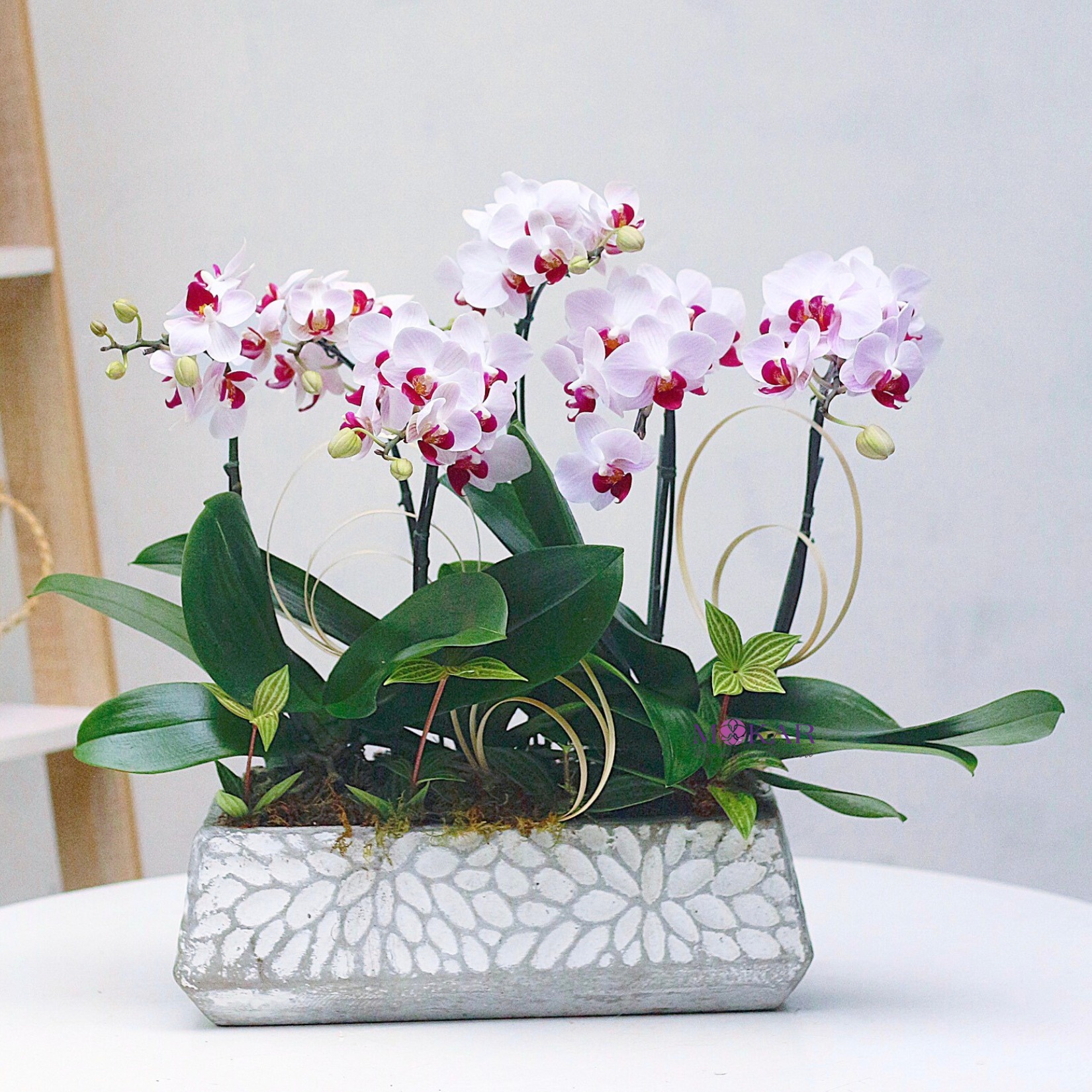 Lan Hồ Điệp Trắng