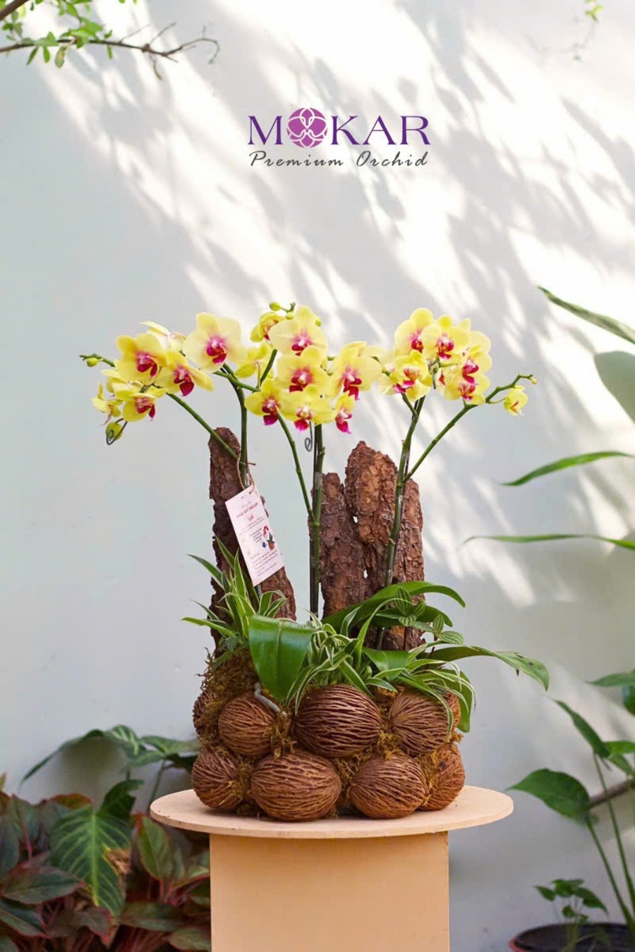 lan hồ điệp vàng