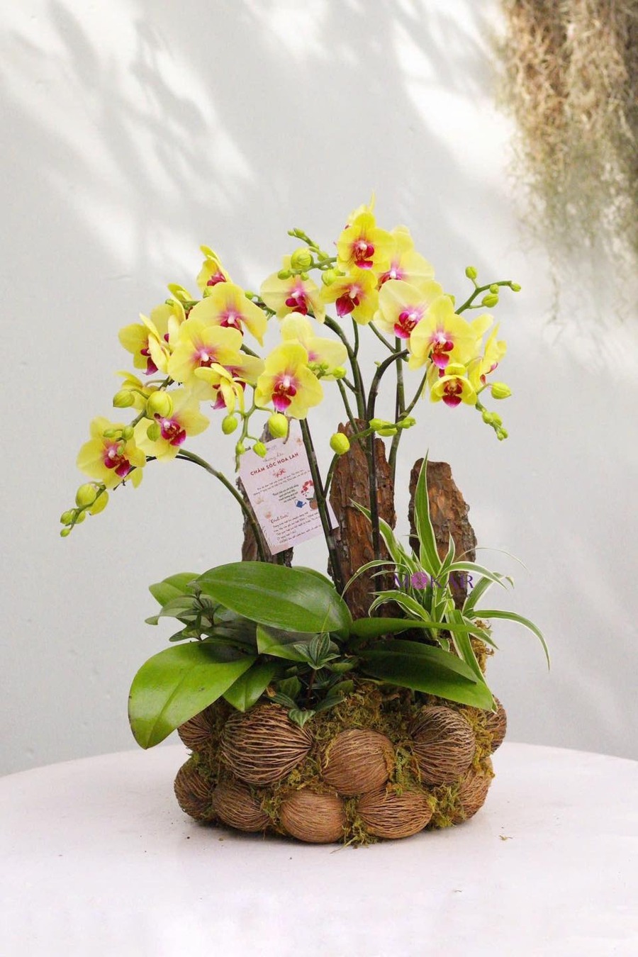 lan hồ điệp vàng
